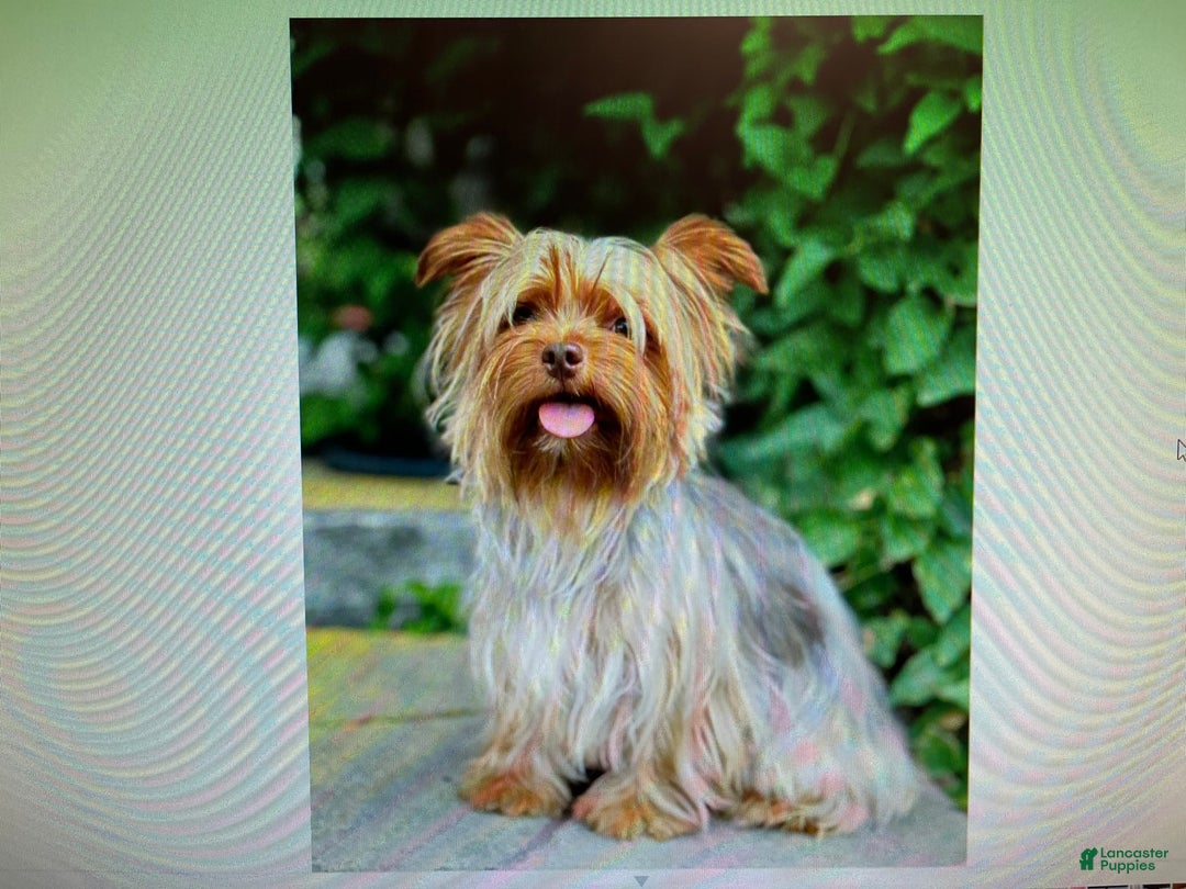 Yorkiepoo dogs for sale: Scout - Image 5
