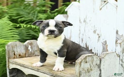 Boston Terrier dogs for sale: Kolby - Image 5