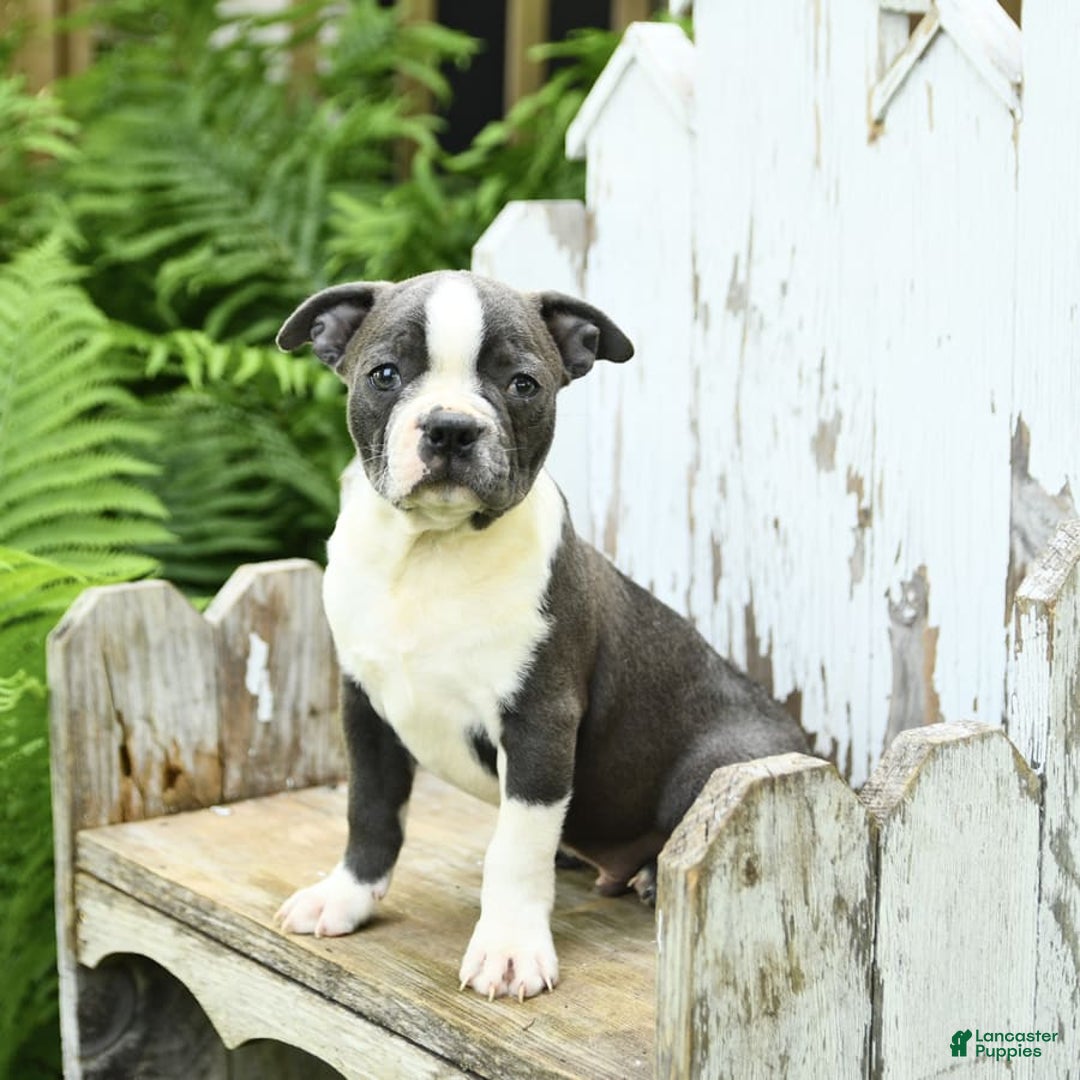 Boston Terrier dogs for sale: Kolby - Image 5