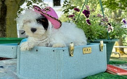 Toy Poodle dogs for sale: Doughy - Image 4
