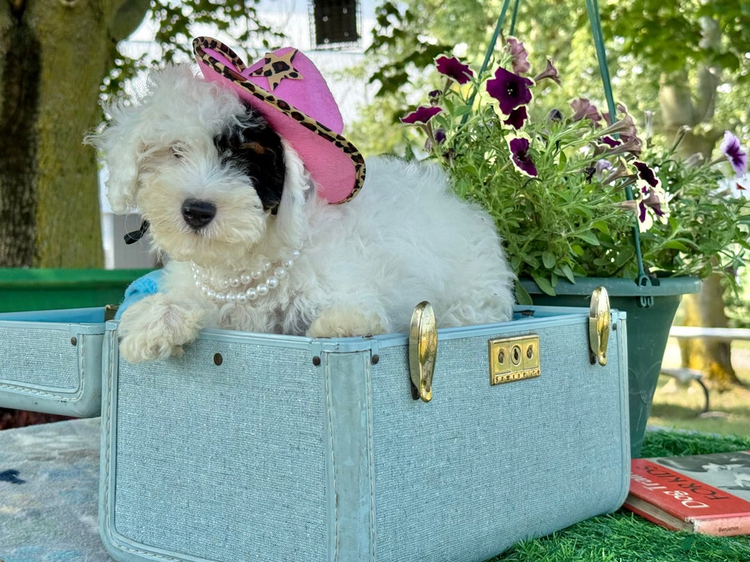 Toy Poodle dogs for sale: Doughy - Image 4