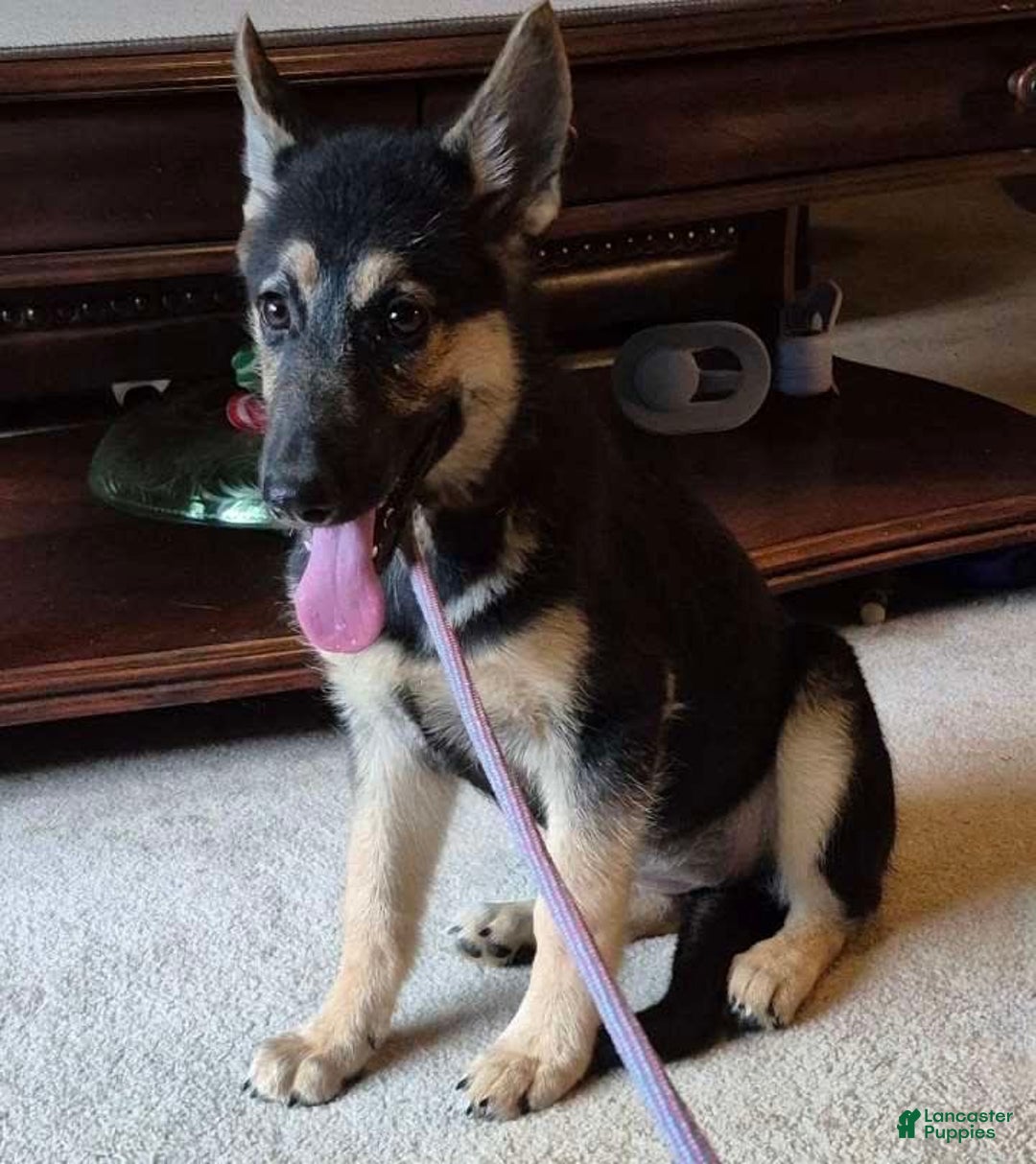 German Shepherd dogs for sale: Heidi - Image 27