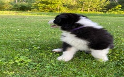 Australian Shepherd dogs for sale: Meg H6 Natural Bobtail - Image 11