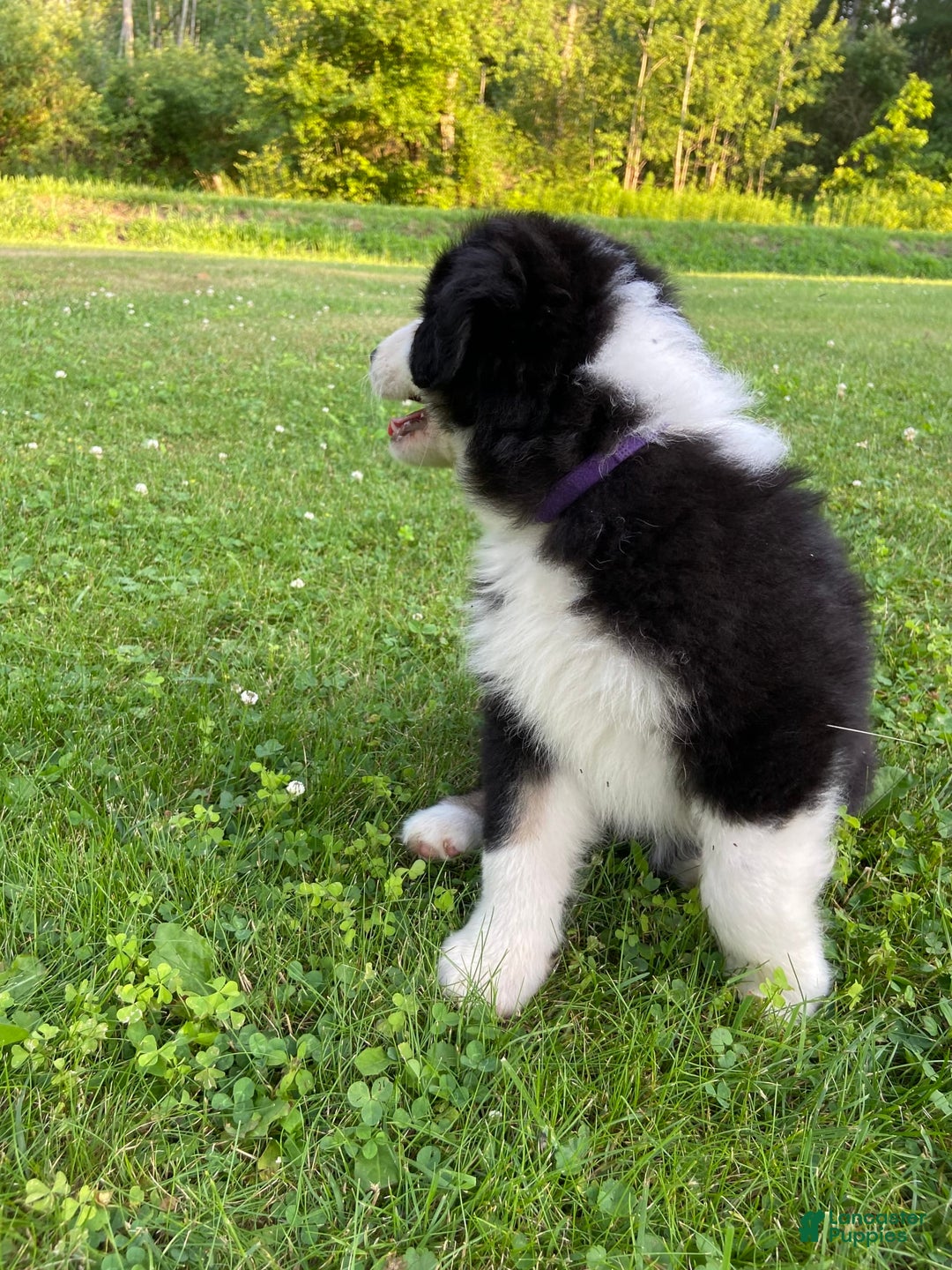 Australian Shepherd dogs for sale: Meg H6 Natural Bobtail - Image 11