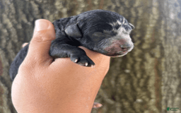 Aussiedoodle dogs for sale: Milly - Image 16