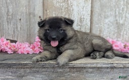 Belgian Tervuren dogs for sale: Mystic - Image 4