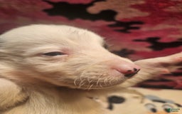 Border Collie dogs for sale: I-dog - Image 19