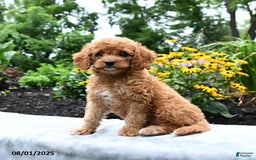 Cockapoo dogs for sale: Freeda - Image 4