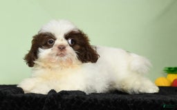 Shih Tzu dogs for sale: Mickey - Image 5