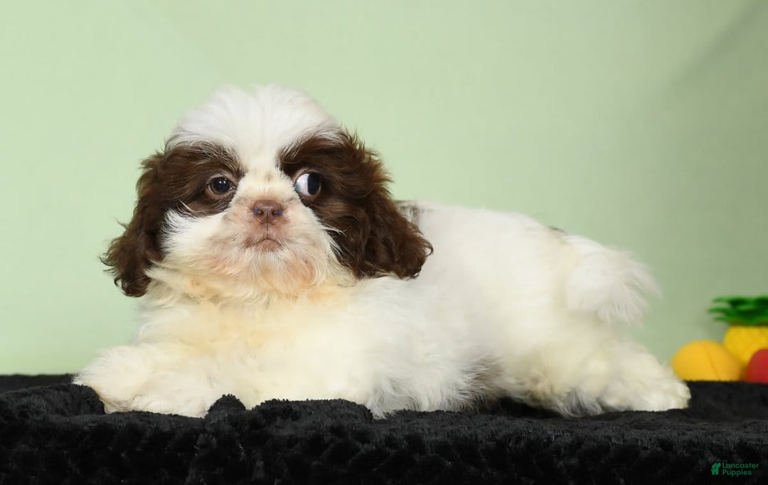 Shih Tzu dogs for sale: Mickey - Image 5