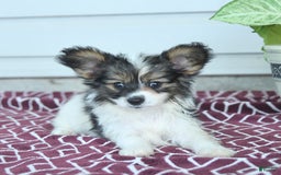 Papillon dogs for sale: Max - Image 2