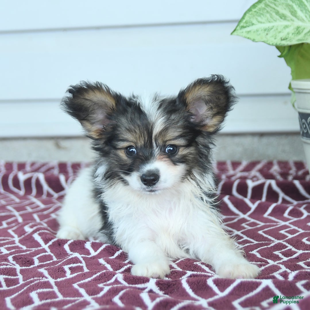 Papillon dogs for sale: Max - Image 2