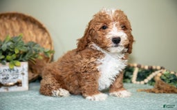 Cavapoo dogs for sale: Gordon - Image 3