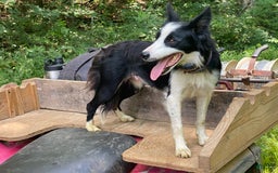 Border Collie dogs for sale: Blackie - Image 5