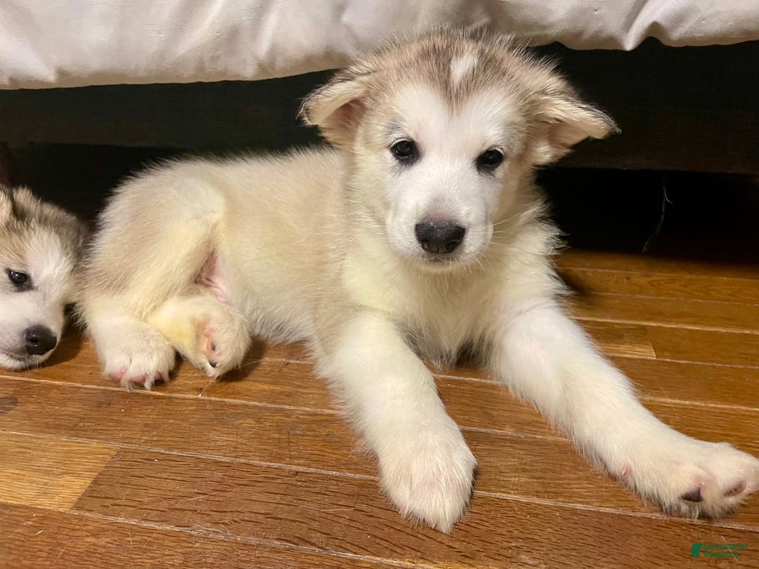 Alaskan Malamute dogs for sale: Yukon - Image 4