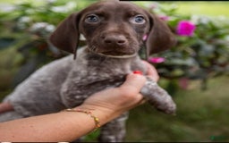 German Shorthaired Pointer dogs for sale: German Shorthaired Pointer 2 puppies - Image 1