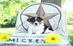 Welsh Corgi Pembroke dogs for sale: Mickey - Image 5