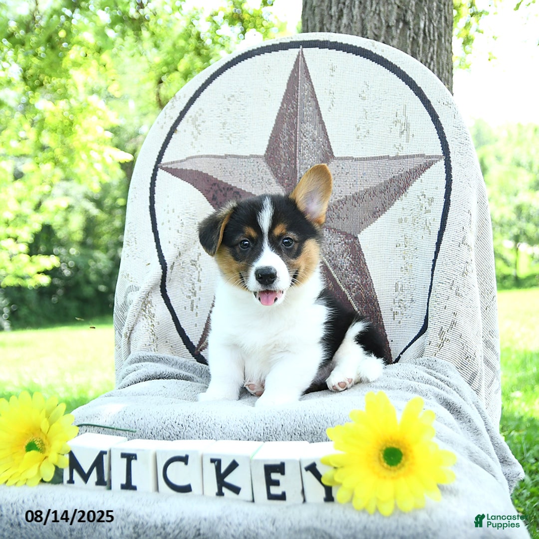 Welsh Corgi Pembroke dogs for sale: Mickey - Image 5