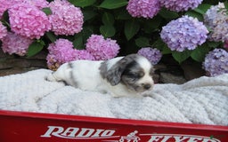 Cocker Spaniel dogs for sale: Zadi - Image 3