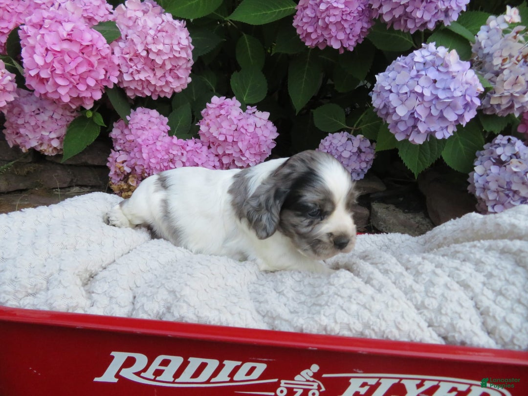 Cocker Spaniel dogs for sale: Zadi - Image 3