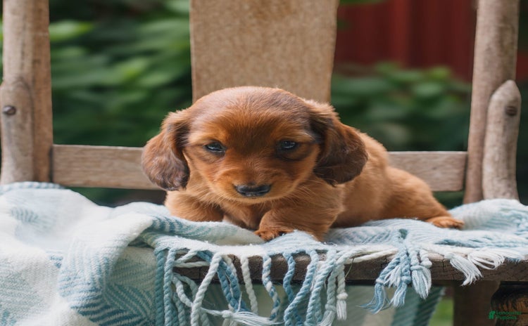 Miniature Dachshund dogs for sale - Ad 3