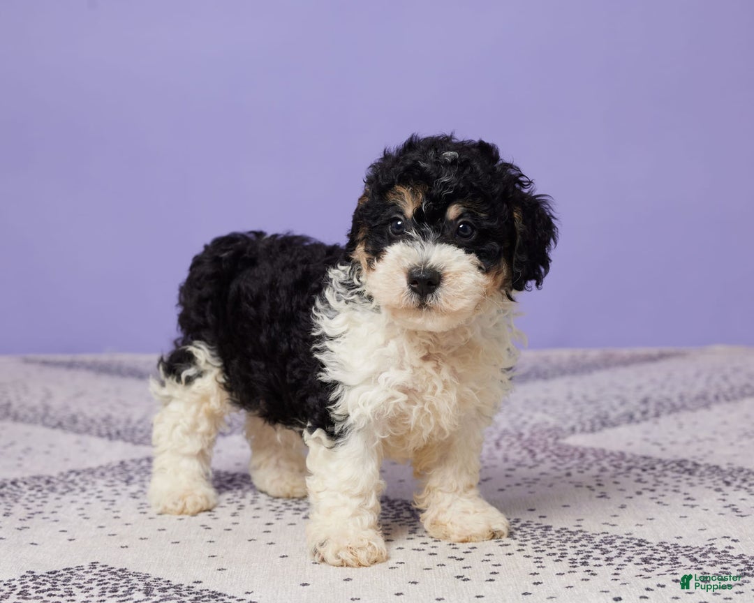 Miniature Poodle dogs for sale: Chase - Image 3