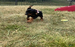 Doberman Pinscher dogs for sale: FREYA - Image 2