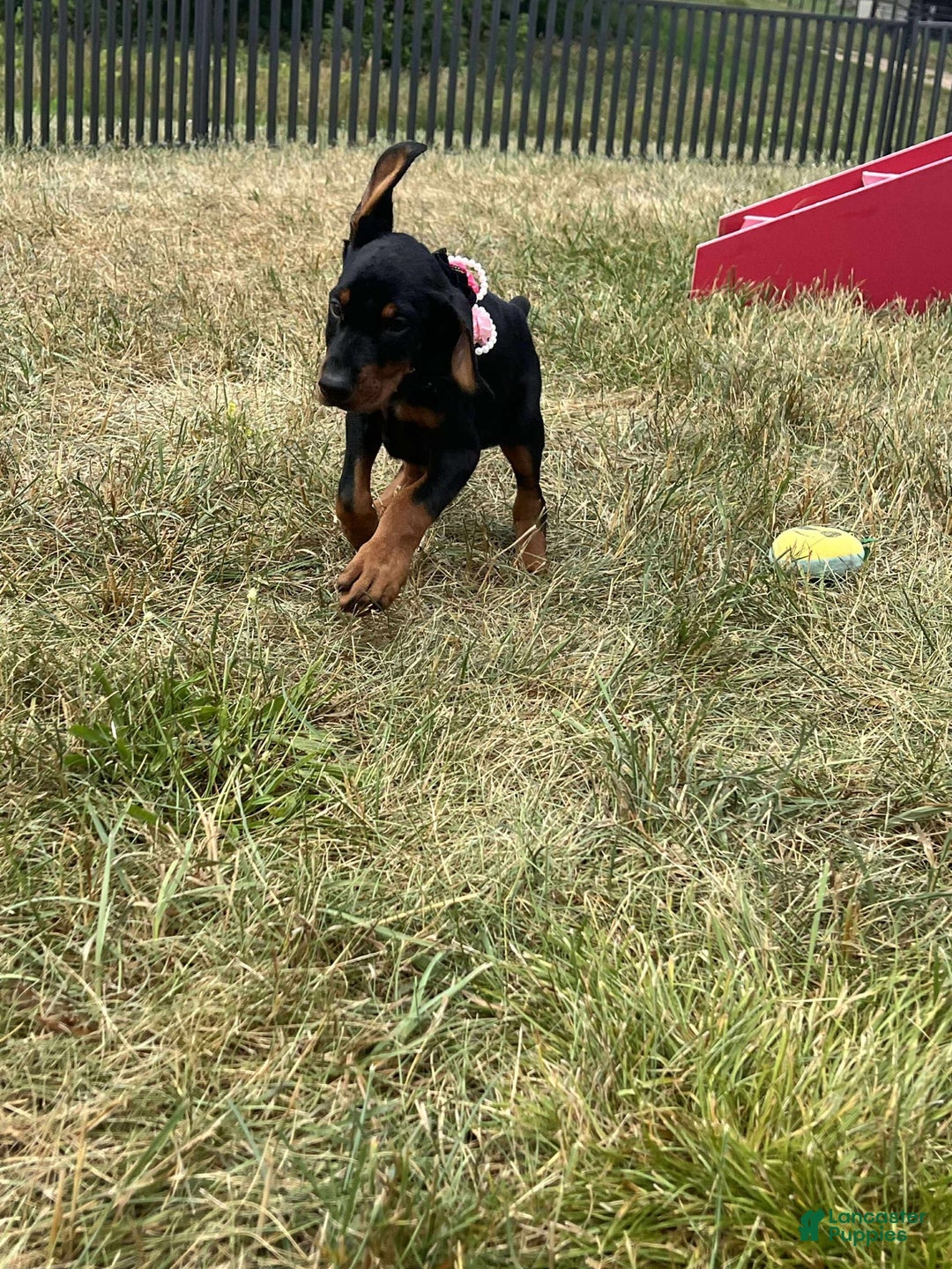 Doberman Pinscher dogs for sale: FREYA - Image 2