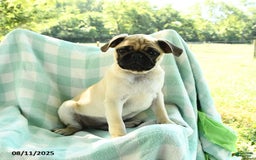 Pug dogs for sale: Nugget - Image 3