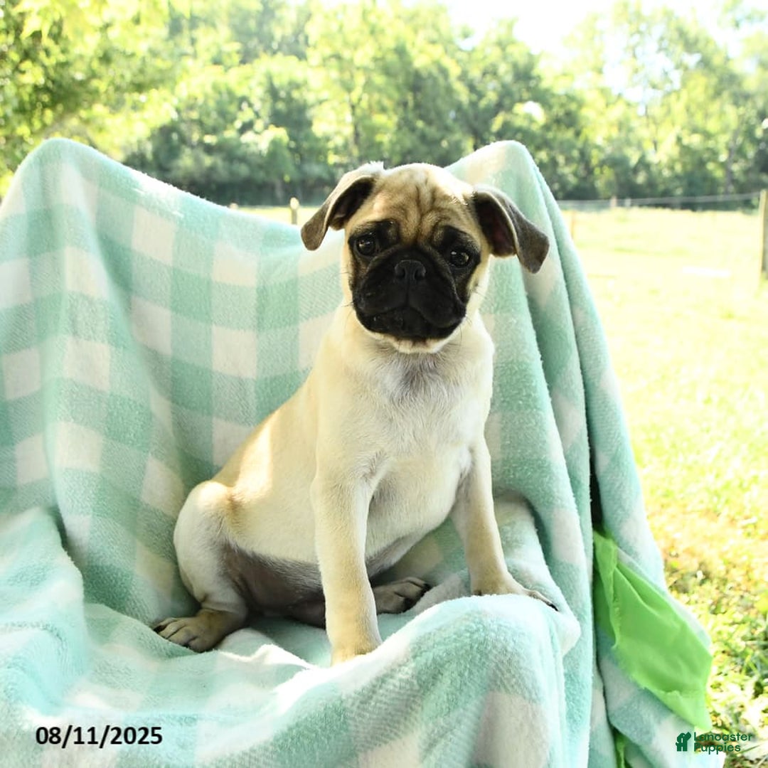 Pug dogs for sale: Nugget - Image 3
