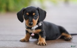 Miniature Dachshund dogs for sale: Miniature Dachshund 3 puppies - Image 8