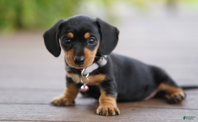 Miniature Dachshund dogs for sale - Ad 4