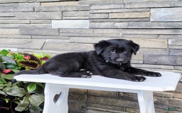 Labrador Retriever dogs for sale: Shag - Image 2