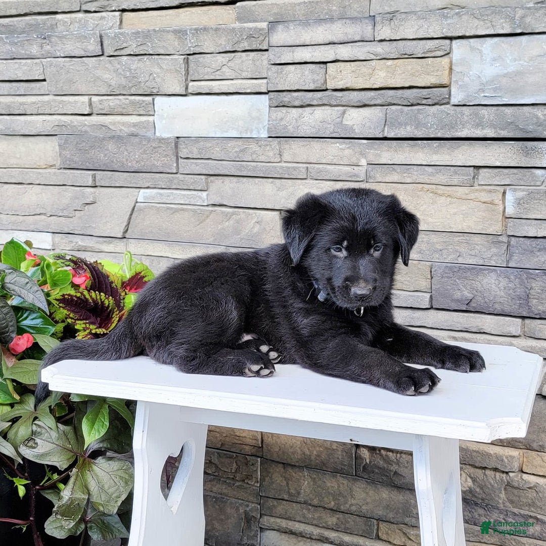 Labrador Retriever dogs for sale: Shag - Image 2