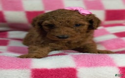 Mini Goldendoodle dogs for sale: Isley - Image 1