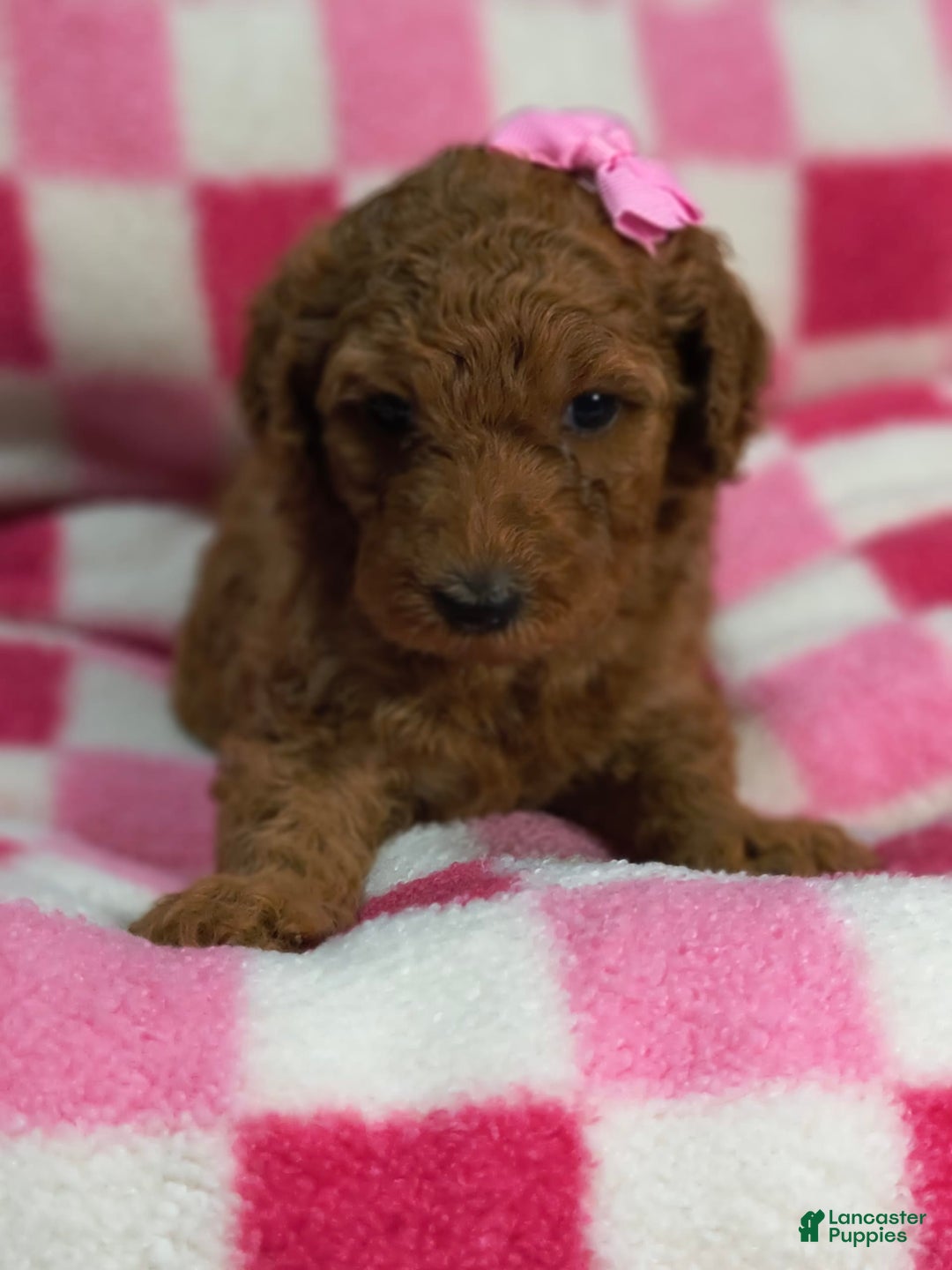Mini Goldendoodle dogs for sale: Isley - Image 1