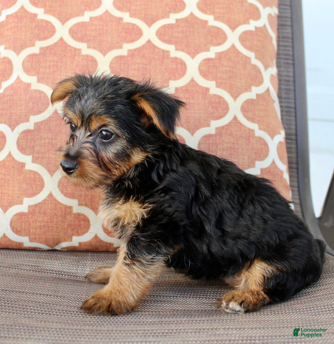 Yorkshire Terrier dogs for sale: Gabby - Image 6