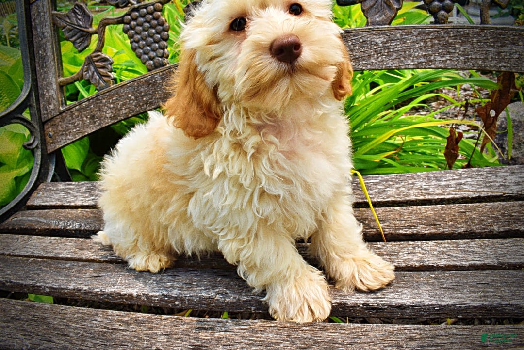 Havapoo dogs for sale: Reggie - Image 3