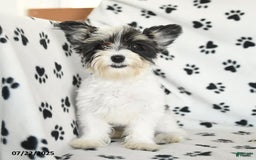 Morkie dogs for sale: Boots - Image 18