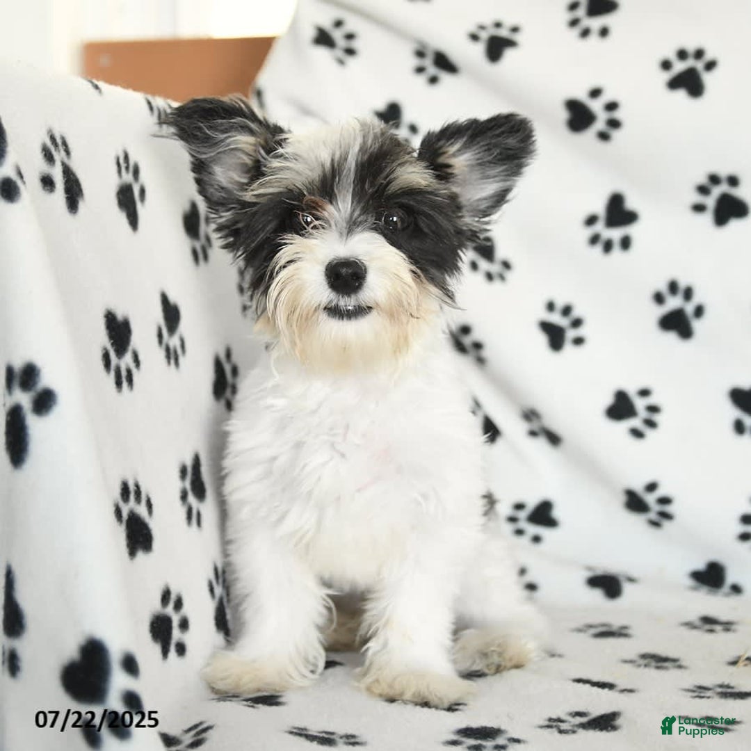 Morkie dogs for sale: Boots - Image 18