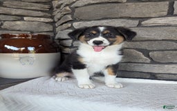 Australian Shepherd dogs for sale: Chloe - Image 1