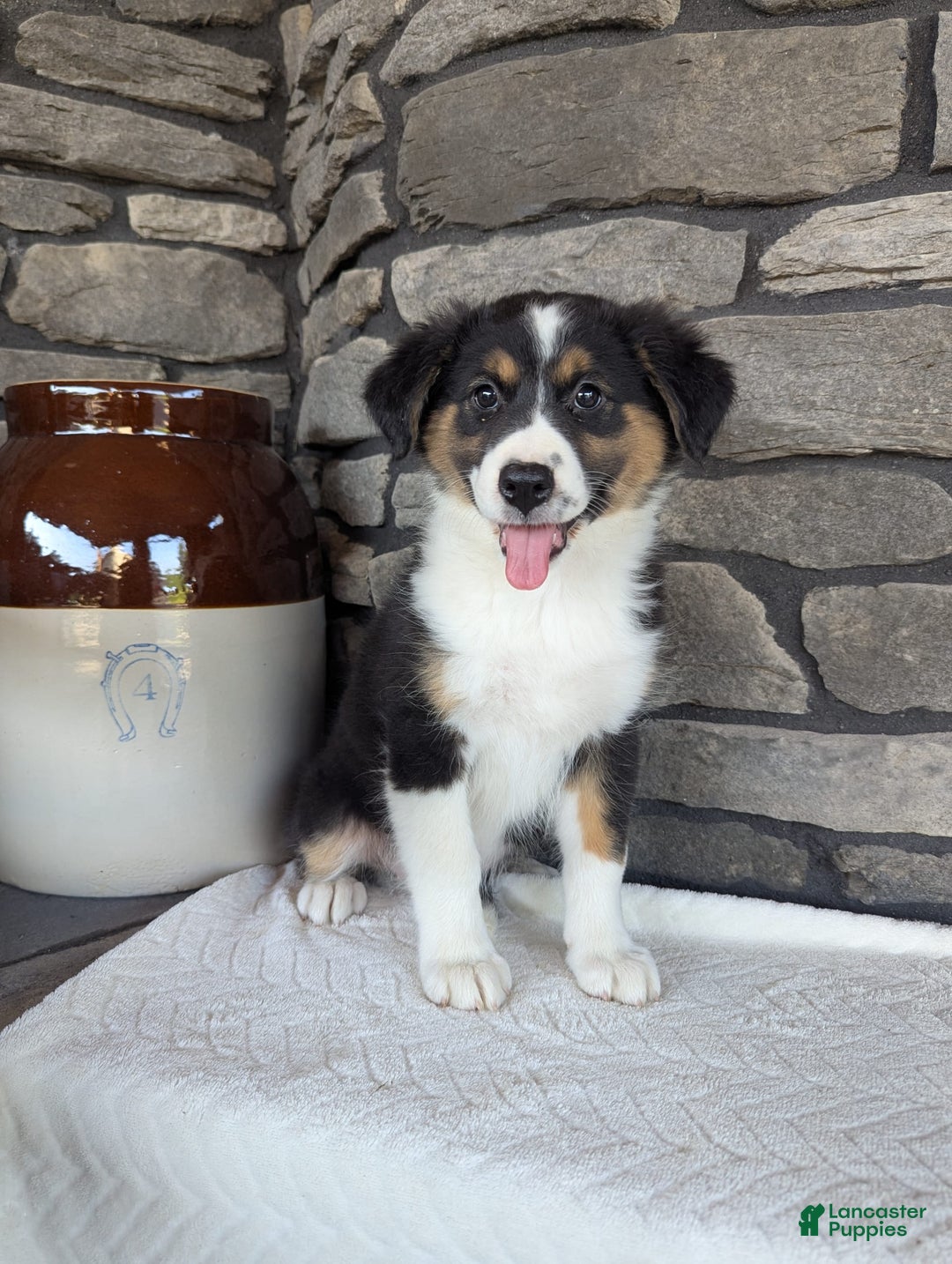 Australian Shepherd dogs for sale: Chloe - Image 1