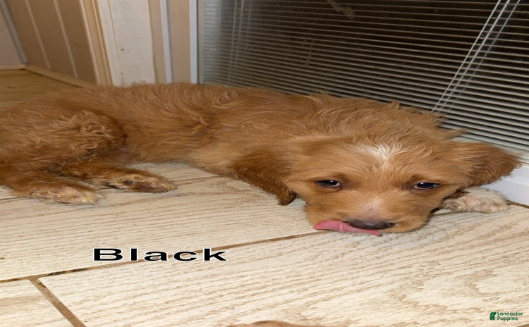 Goldendoodle dogs for sale - Ad 1