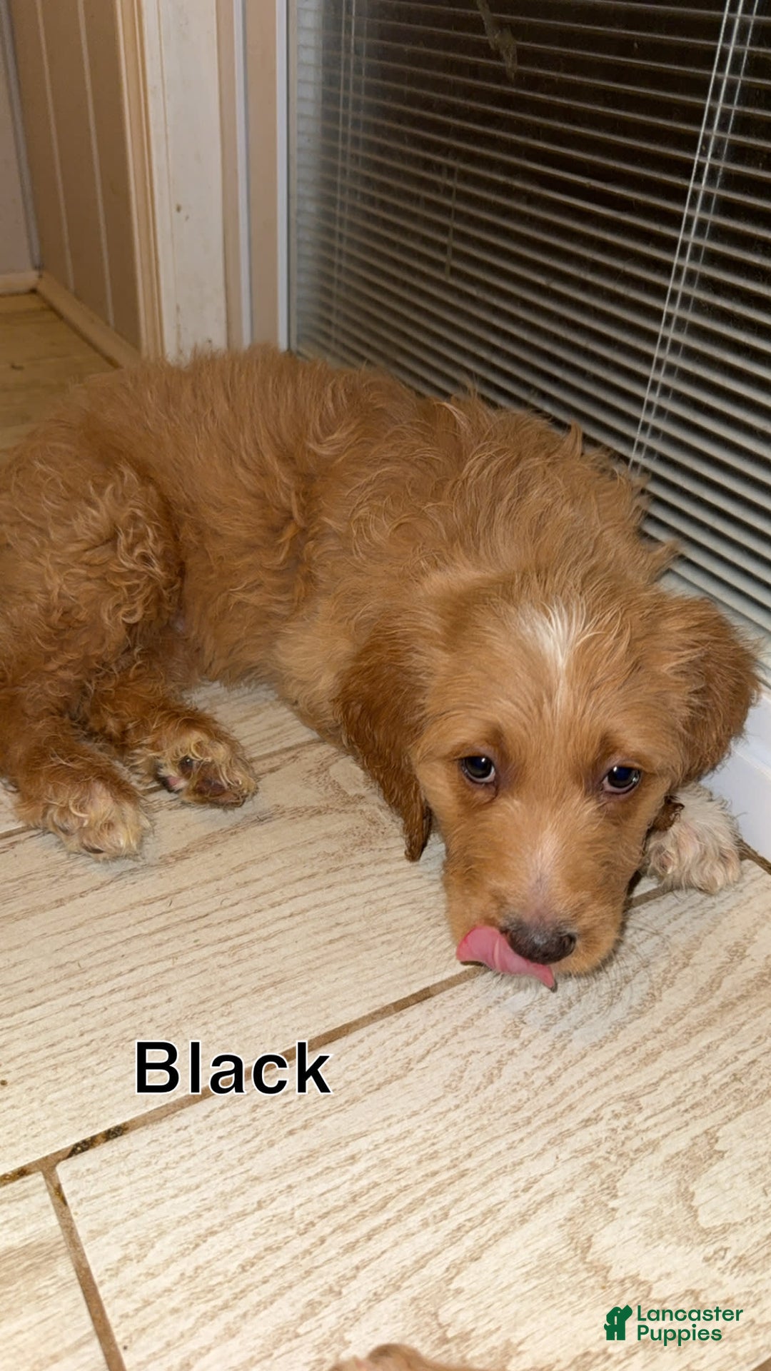 Goldendoodle dogs for sale: Black - Image 1