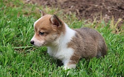 Welsh Corgi Pembroke dogs for sale: Bridget - Image 6