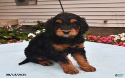 Goldador dogs for sale: Izzy - Image 3