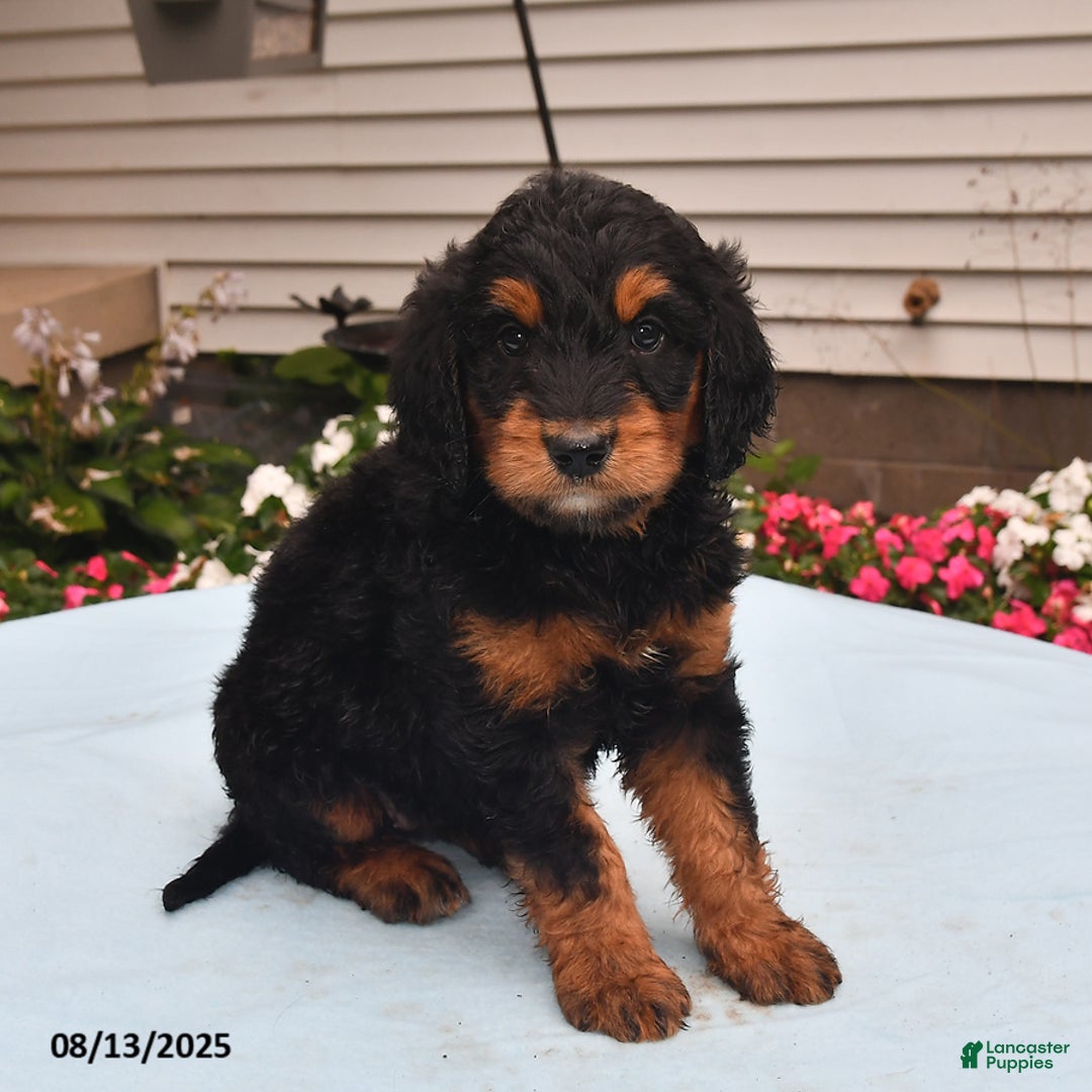 Goldador dogs for sale: Izzy - Image 3