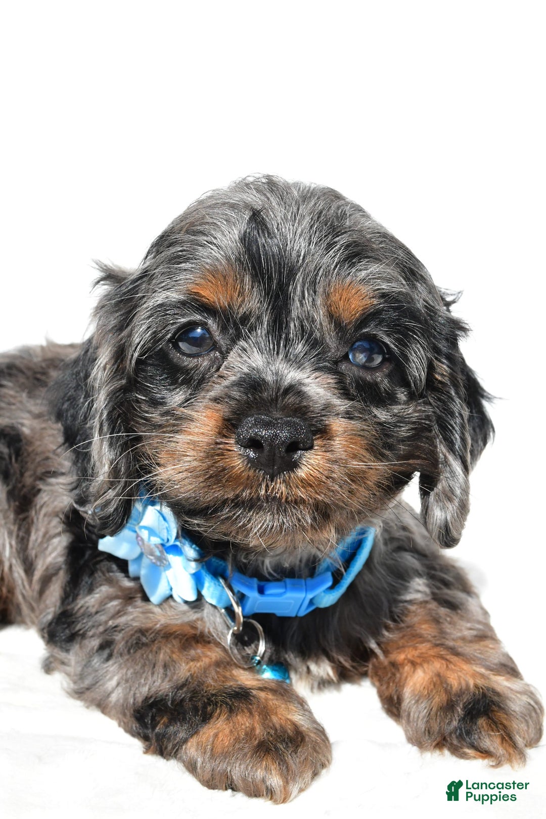 Cockapoo dogs for sale: Stacey - Image 2
