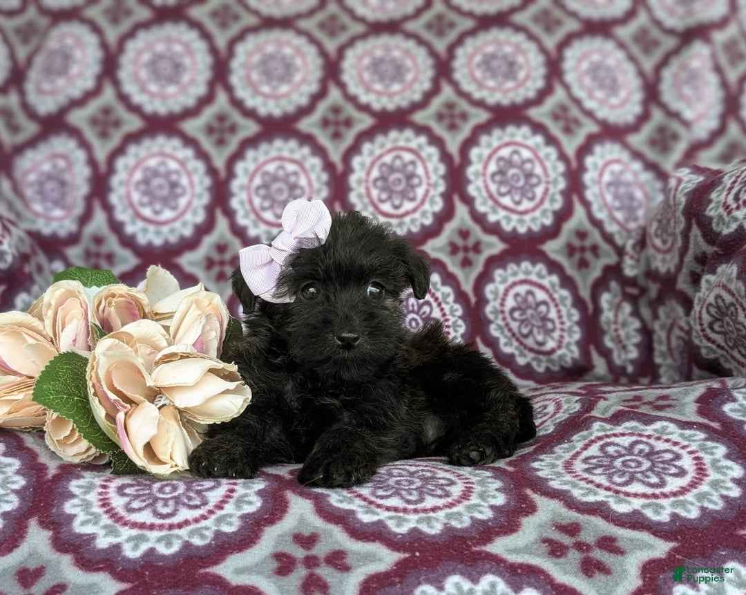 Morkie dogs for sale: Zia Hypoallergenic - Image 7