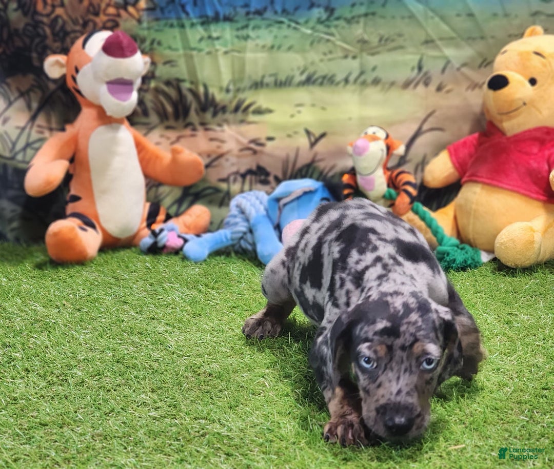 Catahoula Leopard Dog dogs for sale: Houdini 2025 Male 5 - Image 9